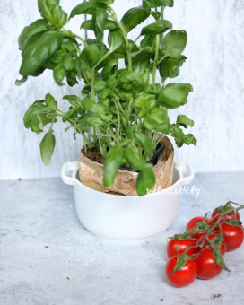 Емкость фарфоровая купить